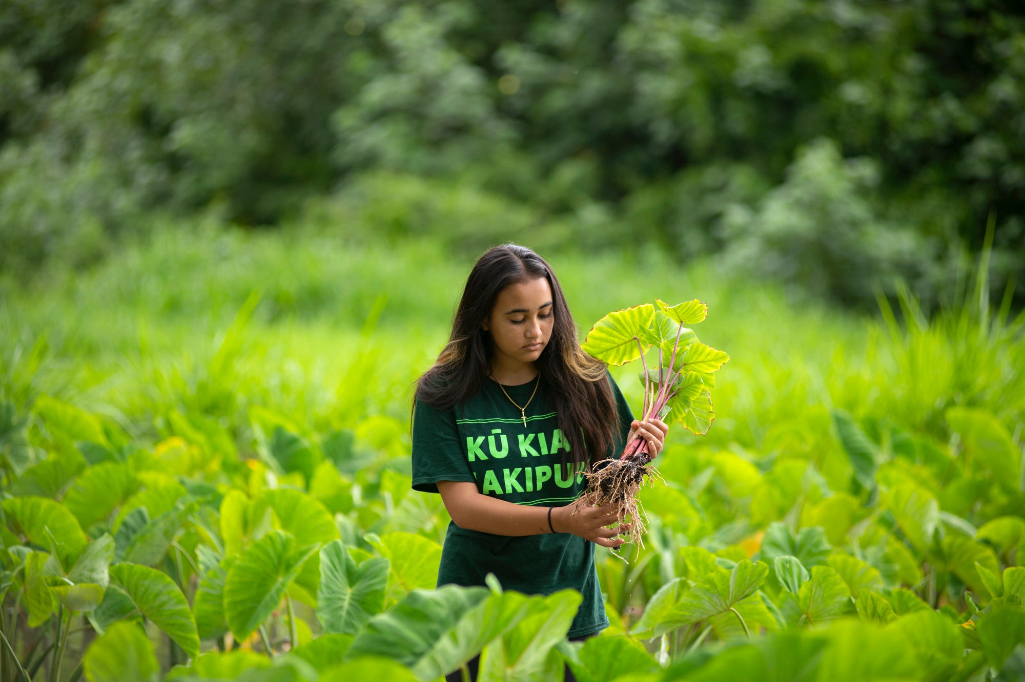 Navahine is looking at the taro she picked.