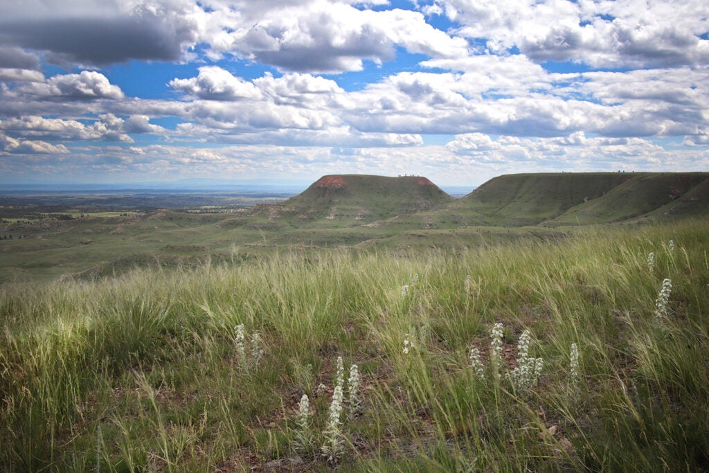 An expansive view of the Bull Mountains in Montana, framed by a blue sky with white clouds and flowering grassland.