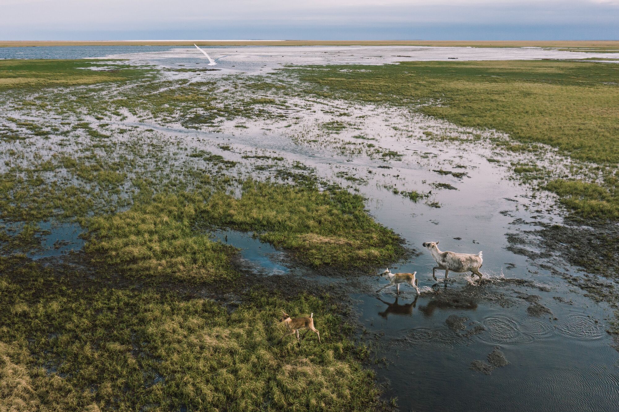 Caribou in the western Arctic.