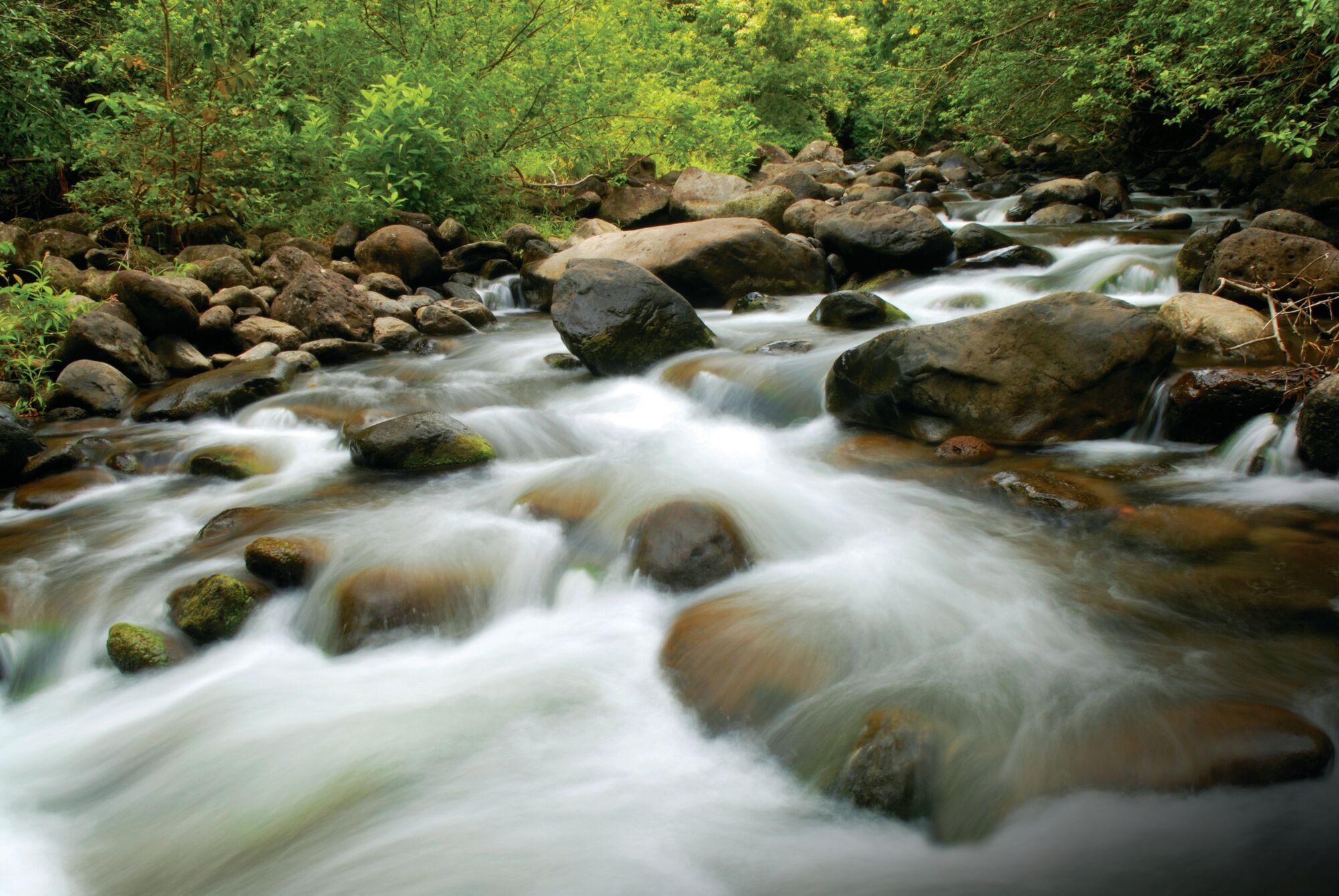 Water flowing over rocks next to a green, tree-lined riverbank.