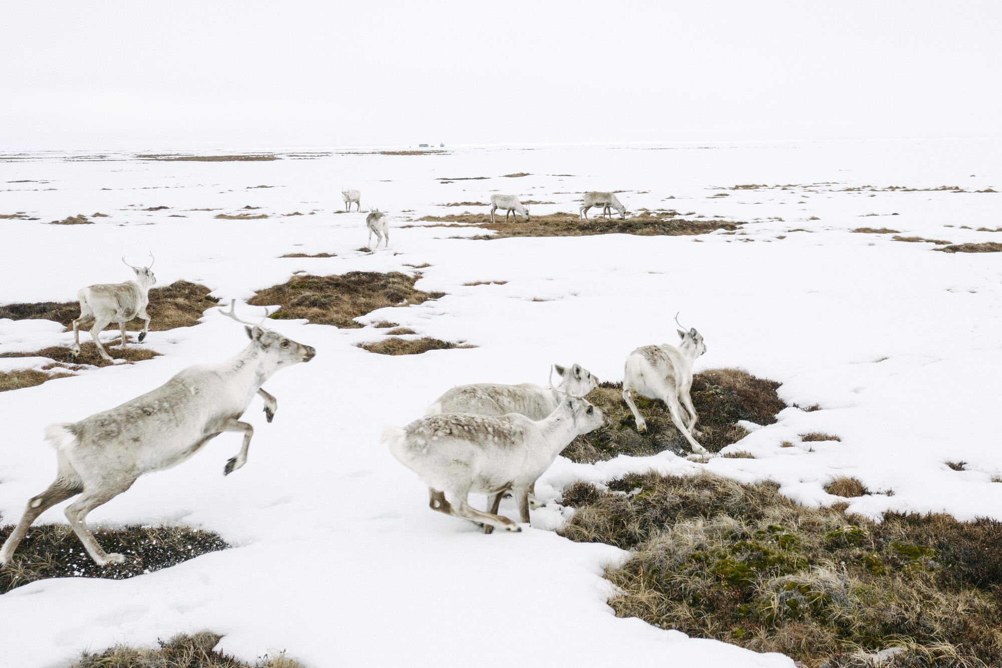 Photos of Caribou taken in the Western Arctic in and around the Teshekpuk Lake area for Earthjustice. (Kiliii Yuyan for Earthjustice)