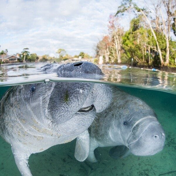 dugong_moment-open-getty-800 Florida manatees (Trichechus manatus latirostris) at Crystal River, Florida.