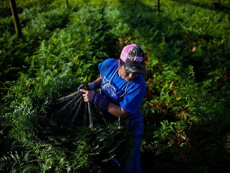 Farmworkers harvest ferns in Pierson, FL.