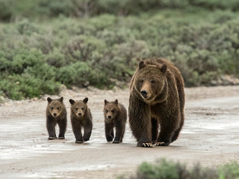 Grizzly 399 and three of her cubs walk down Pilgrim Creek Road in Grand Teton National Park. Grizzly 399 and three of her cubs walk down Pilgrim Creek Road in Grand Teton National Park.