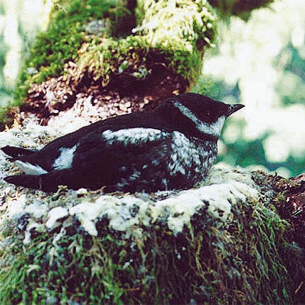 A nesting marbled murrelet. A nesting marbled murrelet.