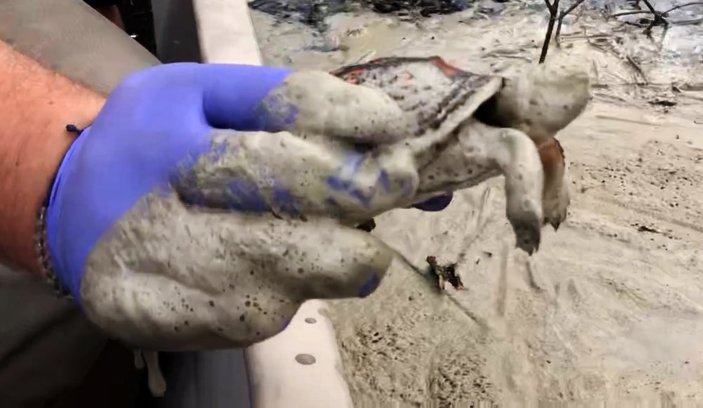 north-carolina-coal-turtle_pete-harrison A turtle is rescued from a river of coal ash near the L.V. Sutton Power Station outside Wilmington, N.C., in 2018. Flooded conditions from Hurricane Florence have caused parts of the coal ash dam to fail. The turtle was cleaned and released in cleaner waters.