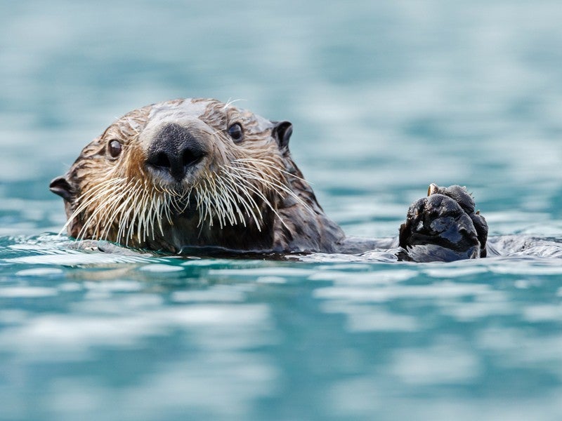 otter-shutterstock-800 A California sea otter floats on its back in the ocean, looking towards you, with paws clasped together and slightly raised above the water's surface.