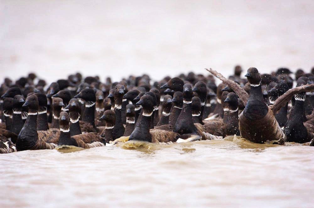 Black Brant geese (Branta bernicla nigricans) congregate to molt their flight feathers in the Teshekpuk Lake Special Area.