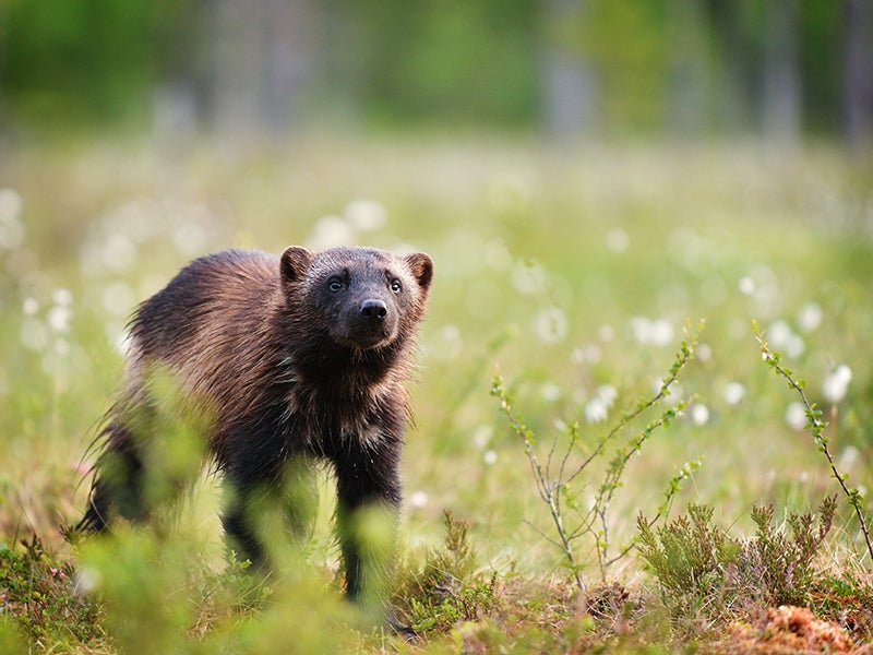 Erik Mandre/Shutterstock